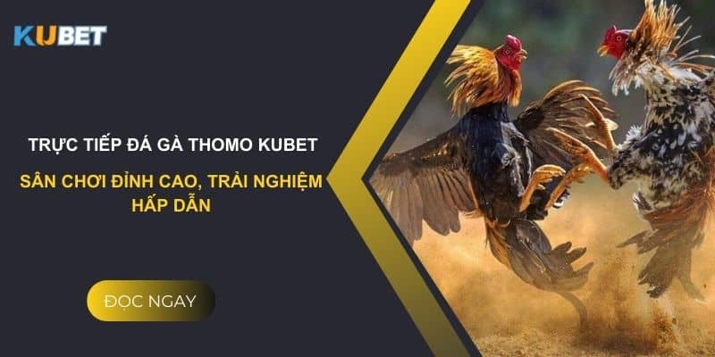 Trực tiếp đá gà thomo Kubet: Sân chơi đỉnh cao, trải nghiệm hấp dẫn