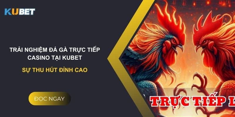 Trải nghiệm đá gà trực tiếp casino tại Kubet: Sự thu hút đỉnh cao