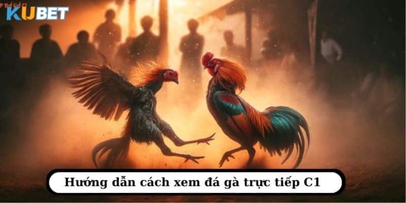 Hướng dẫn cách đặt cược đá gà trực tiếp c1 tại kubet