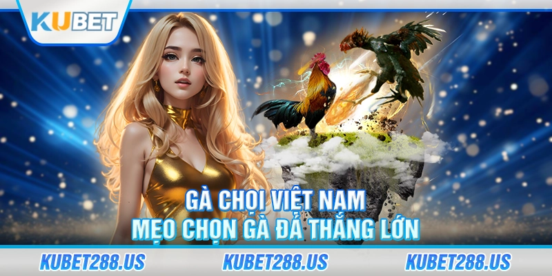 gà chọi việt nam